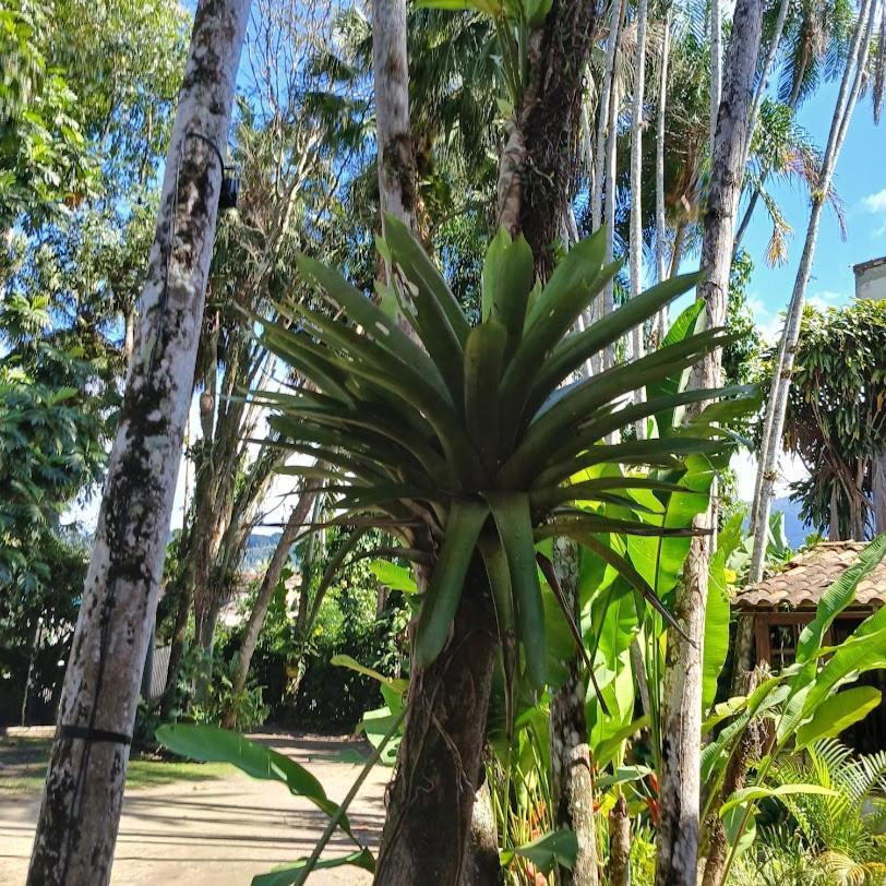 Villa Dos Passaros Paraty Hospedagem מראה חיצוני תמונה